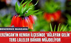 Erzincan’ın Kemah ilçesinde ‘Ağlayan Gelin’ ters laleler baharı müjdeliyor