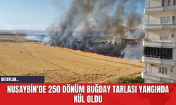 Nusaybin'de 250 Dönüm Buğday Tarlası Yangında Kül Oldu