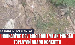Hakkari'de dev çıngıraklı yılan pancar toplayan adamı korkuttu