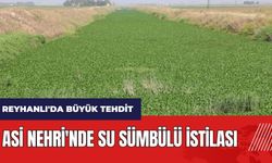 Hatay Reyhanlı'da büyük tehdit: Asi Nehri'nde su sümbülü istilası