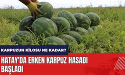 Hatay'da erken karpuz hasadı başladı! Karpuzun kilosu ne kadar?