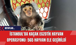 İstanbul'da Kaçak Egzotik Hayvan Operasyonu: 565 Hayvan Ele Geçirildi