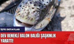 Mersin'de dev benekli balon balığı şaşkınlık yarattı!