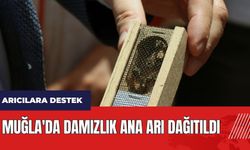 Muğla'da arıcılara destek! Damızlık Ana Arı dağıtıldı