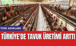 TÜİK açıkladı: Türkiye'de tavuk üretimi arttı