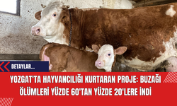 Yozgat'ta Hayvancılığı Kurtaran Proje: Buzağı Ölümleri Yüzde 60'tan Yüzde 20'lere İndi