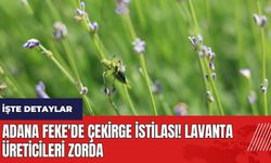 Adana Feke'de çekirge istilası! Lavanta üreticileri zorda