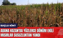 Adana Kozan'da yüzlerce dönüm ekili mısırlar susuzluktan yandı! Suçlu kim?