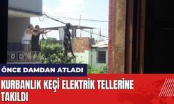 Adana'da damdan atlayan kurbanlık keçi elektrik tellerine takıldı