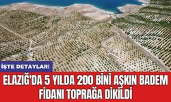 Elazığ'da 5 yılda 200 bini aşkın badem fidanı toprağa dikildi