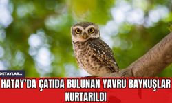 Hatay’da Çatıda Bulunan Yavru Baykuşlar Kurtarıldı