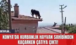 Konya'da Kurbanlık Hayvan Sahibinden Kaçarken Çatıya Çıktı!