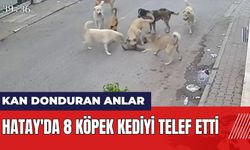 Hatay'da 8 köpek kediyi telef etti