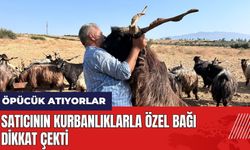 Hatay'daki satıcının kurbanlıklarla özel bağı dikkat çekti