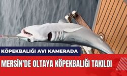 Mersin'de oltaya köpekbalığı takıldı! Köpekbalığı avı kamerada