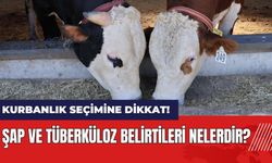 Kurbanlık hayvan seçimine dikkat! Şap ve tüberküloz belirtileri nelerdir?