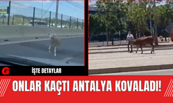 Onlar Kaçtı Antalya Kovaladı!
