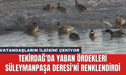 Tekirdağ'da yaban ördekleri Süleymanpaşa Deresi'ni renklendirdi