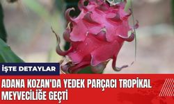 Adana Kozan'da yedek parçacı tropikal meyveciliğe geçti