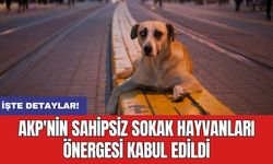 AKP'nin sahipsiz sokak hayvanları önergesi kabul edildi