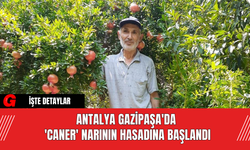 Antalya Gazipaşa'da 'Caner' Narının Hasadına Başlandı