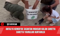 Antalya Kemer'de Sıcaktan Mahsur Kalan Caretta Caretta Yavruları Kurtarıldı