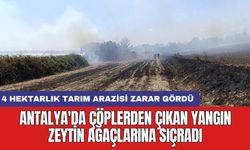 Antalya'da çöplerden çıkan yangın zeytin ağaçlarına sıçradı