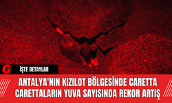 Antalya'nın Kızılot Bölgesinde Caretta Carettaların Yuva Sayısında Rekor Artış