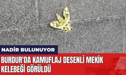 Burdur'da kamuflaj desenli mekik kelebeği görüldü