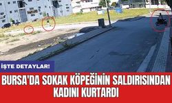 Bursa'da sokak köpeğinin saldırısından kadını kurtardı