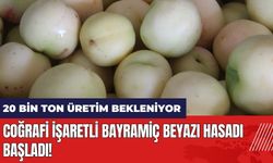 Coğrafi işaretli Bayramiç beyazı hasadı başladı!