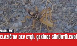 Elazığ'da Dev Etçil Çekirge Görüntülendi.