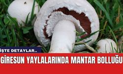 Giresun Yaylalarında Mantar Bolluğu