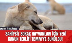 Sahipsiz Sokak Hayvanları için Yeni Kanun Teklifi TBMM'ye Sunuldu! Uyutma Ötenazi Oldu