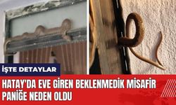 Hatay'da eve giren beklenmedik misafir paniğe neden oldu