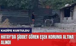 Hatay'da şiddet gören eşek koruma altına alındı