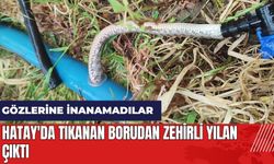 Hatay'da tıkanan borudan zehirli yılan çıktı