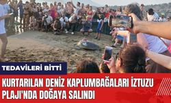 Kurtarılan deniz kaplumbağaları İztuzu Plajı'nda doğaya salındı