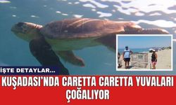 Kuşadası’nda Caretta Caretta yuvaları çoğalıyor