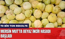 Mersin Mut'ta beyaz incir hasadı başladı