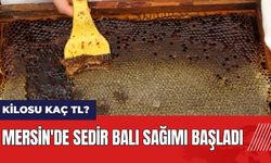 Mersin'de sedir balı sağımı başladı! Sedir balı kilosu kaç TL?