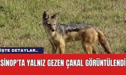 Sinop'ta Yalnız Gezen Çakal Görüntülendi