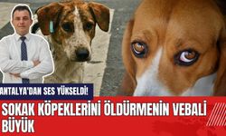Antalya'dan ses yükseldi! Sokak köpeklerini öld*rmenin vebali büyük