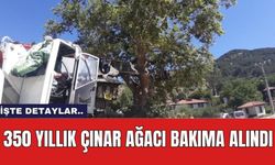 350 yıllık çınar ağacı bakıma alındı