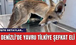 Denizli'de Yavru Tilkiye Şefkat Eli