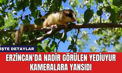 Erzincan'da nadir görülen yediuyur kameralara yansıdı