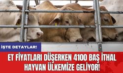 Et fiyatları düşerken 4100 baş ithal hayvan ülkemize geliyor!