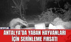 Antalya’da yaban hayvanları için serinleme fırsatı