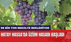 Hatay Hassa'da üzüm hasadı başladı