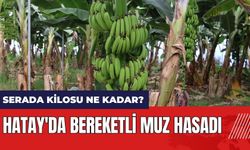 Hatay'da bereketli muz hasadı! Serada muzun kilosu ne kadar?